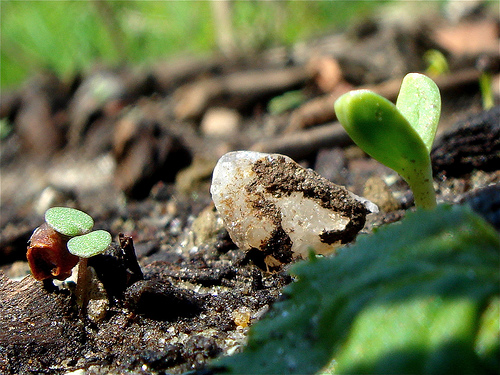 seedlings | Pathology Student