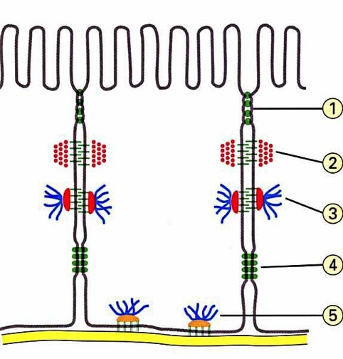 Quick review: the 5 main intercellular junctions